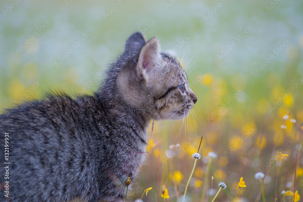 Young cat plays on meadow Young cat plays on meadow