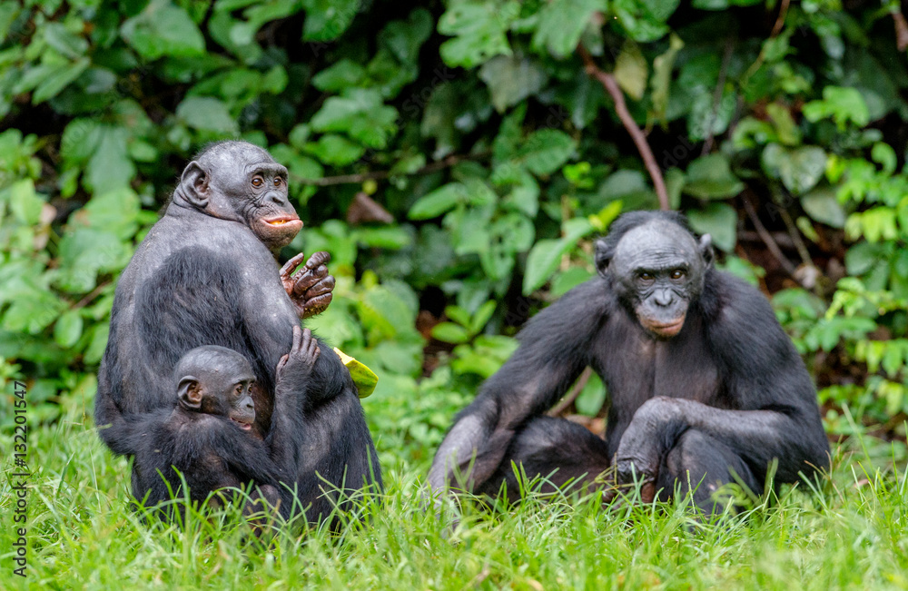 Mother and Cub of Bonobo in natural habitat. Close up Portrait . Green natural background. The Bonobo ( Pan paniscus), called the pygmy chimpanzee. Democratic Republic of Congo. Africa Mother and Cub of Bonobo in natural habitat. Close up Portrait . Green natural background. The Bonobo ( Pan paniscus), called the pygmy chimpanzee. Democratic Republic of Congo. Africa