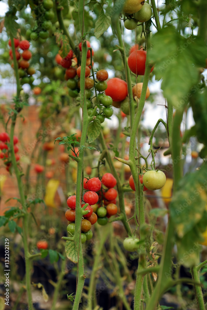 Safe vegetable farm, Da Lat tomato garden