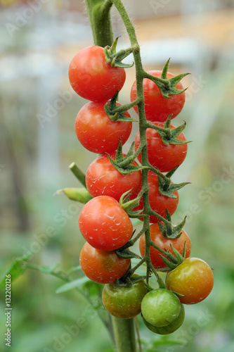 Safe vegetable farm, Da Lat tomato garden photo