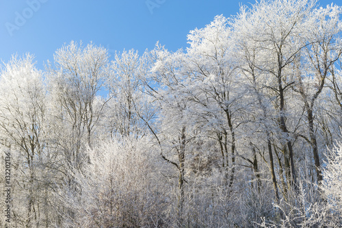 Beautiful winter landscape with ice covered trees, and blue sky