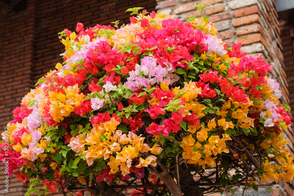 The beautiful Bougainvillea Flowers blooming in the garden with