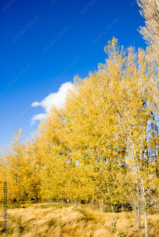 秋のテカポ湖畔の黄葉（ニュージーランド）
