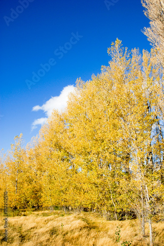 秋のテカポ湖畔の黄葉（ニュージーランド）