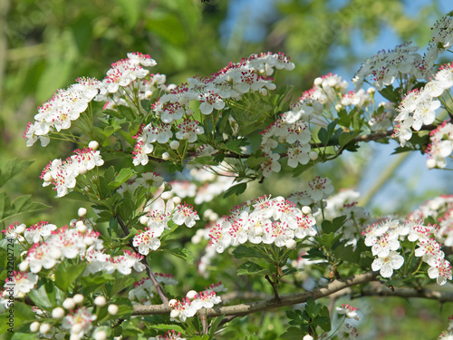 Weißdorn, Crataegus, Blüten photo