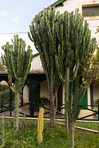 Cactus Euphorbia candelabrum gigante Stock Photo | Adobe Stock