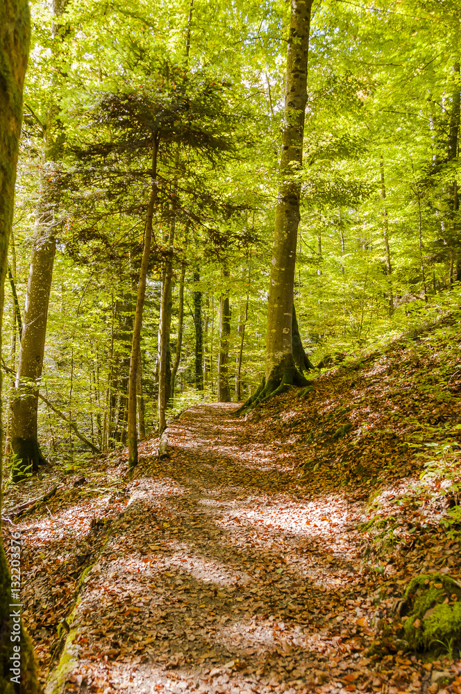 Obraz premium Noiraigue, Areuseschlucht, Schlucht, Val de Travers, Jura, Wald, Waldweg, Naturweg, Wanderweg, Wanderferien, Herbst, Schweiz
