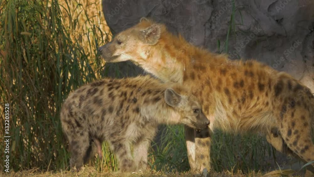 Young Hyena Tries Young Hyena Tries