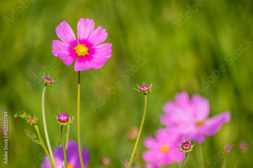 Beautiful Cosmos flowers.