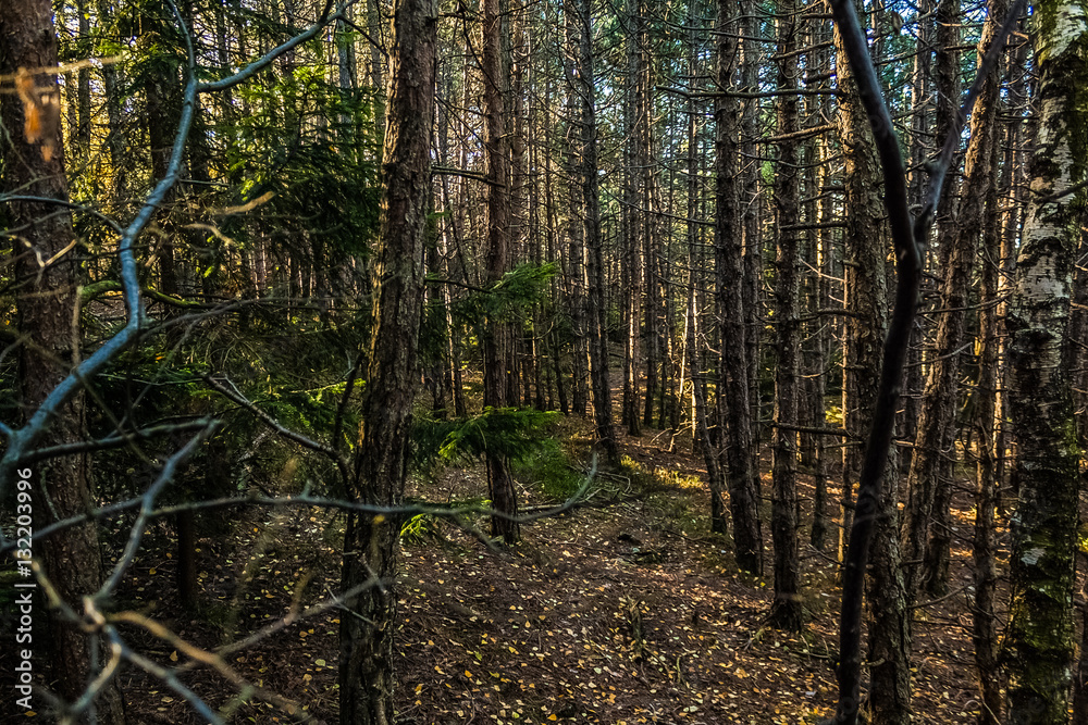 Naklejka premium Wald im Spätsommer