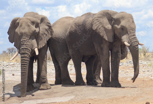 elephants in Africa