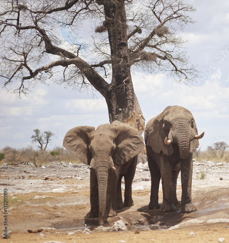 Canvas Print elephants in Africa