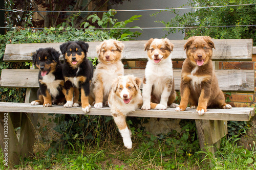 Chiots bergers australiens sur banc photo