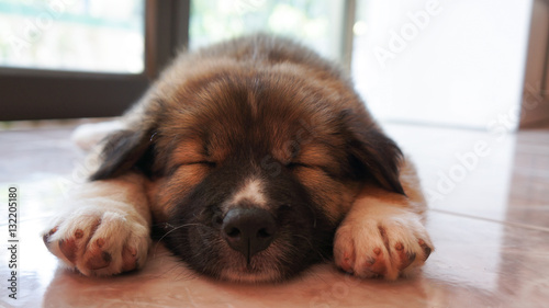 Sleeping puppy