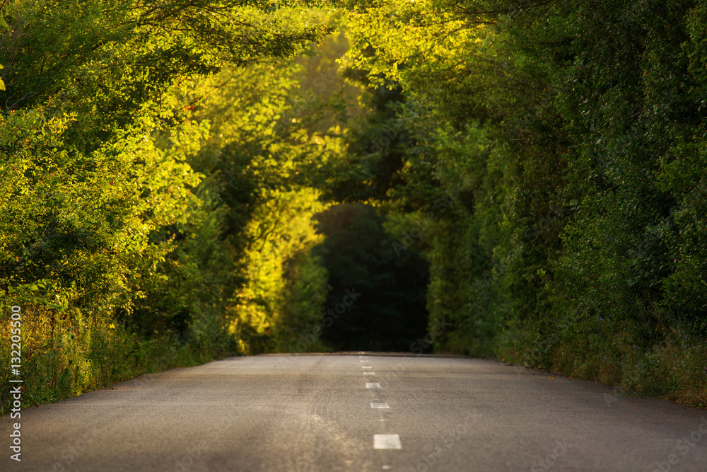 Obraz premium road trough the green forest