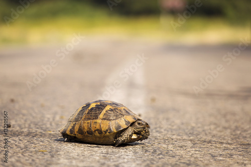 Fototapeta Naklejka Na Ścianę i Meble -  little turtle on the road
