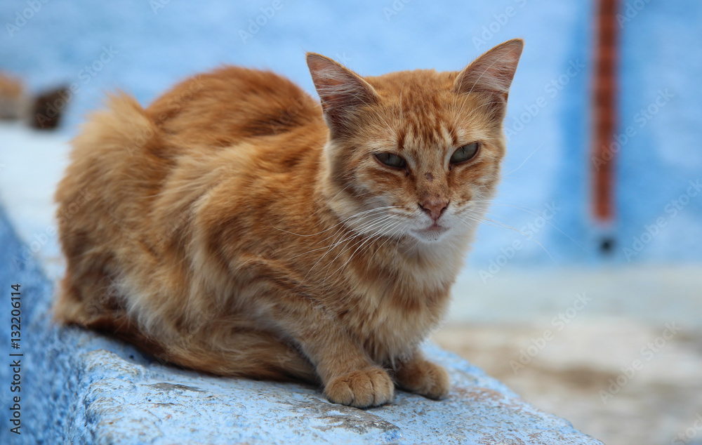 Obraz premium ginger cat,Marocco
