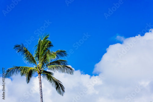 椰子の木 