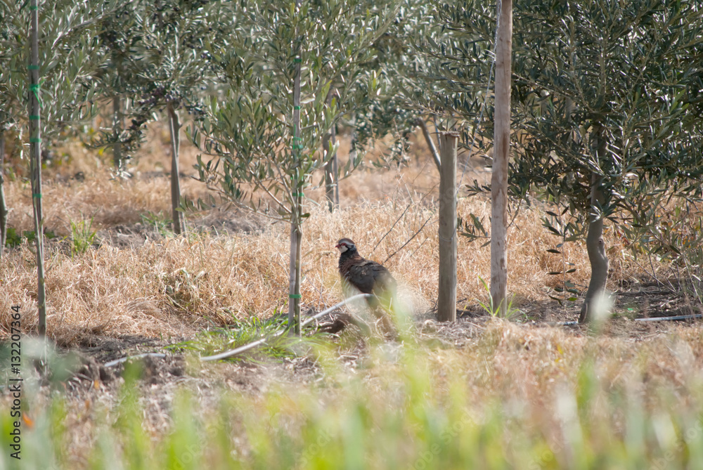 Fototapeta premium perdiz no olival