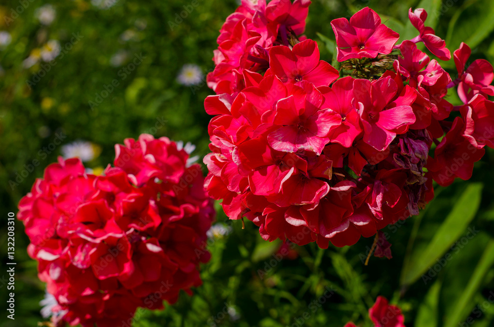 Bright flowers of Phlox on the background of greenery. Bright flowers of Phlox on the background of greenery.