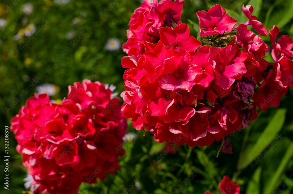 Bright flowers of Phlox on the background of greenery.