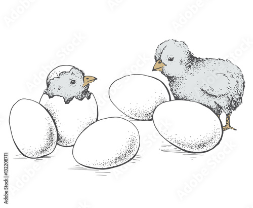 egg and chicken