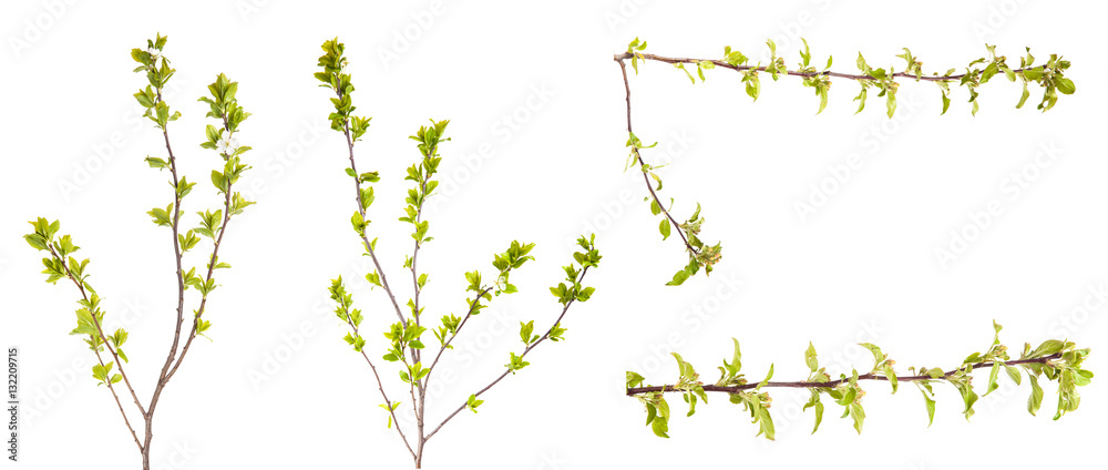 branches of apple trees with young leaves. isolated on white bac
