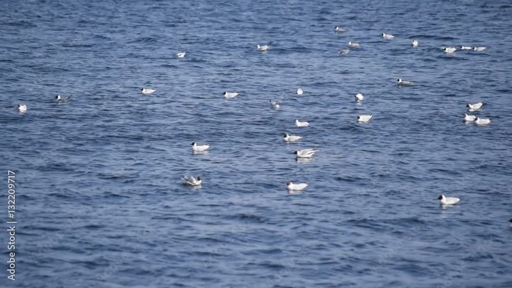 Many seagulls float on blue water with waves, one bird alights on water Many seagulls float on blue water with waves, one bird alights on water