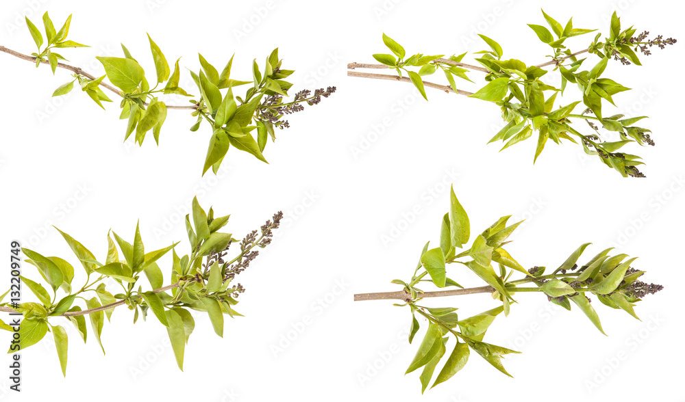 lilac branch with unblown flowers isolated on white background lilac branch with unblown flowers isolated on white background