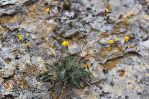 Hieracium murorum (Épervière des murs)
