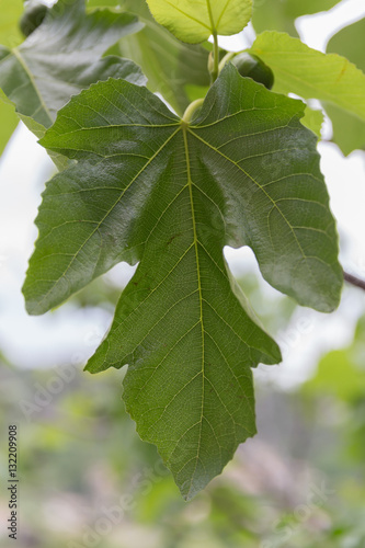 Ficus carica (Figuier commun)