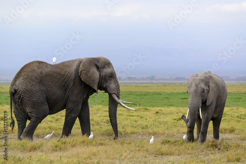 African bush elephant or African Elephant (Loxodonta africana) and cattle egret (Bubulcus ibis). Amboseli National Park. Kenya.