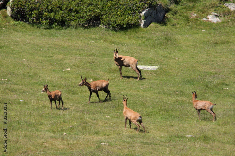 Chamois pyrénéen ou isard (Rupucapra pyrenaica) Chamois pyrénéen ou isard (Rupucapra pyrenaica)