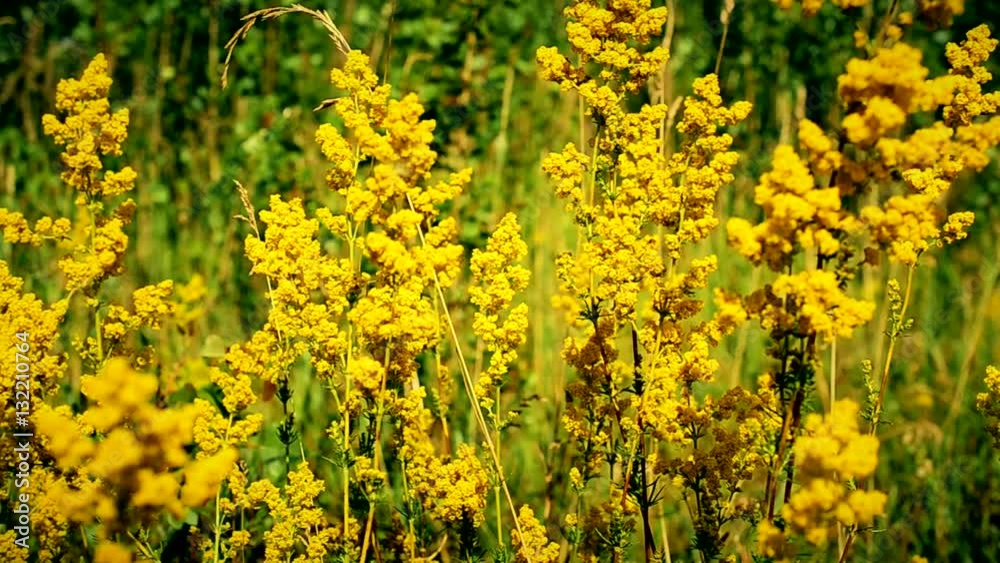 Beautiful yellow field flowers in a meadow fill the frame on a sunny day. Beautiful yellow field flowers in a meadow fill the frame on a sunny day.