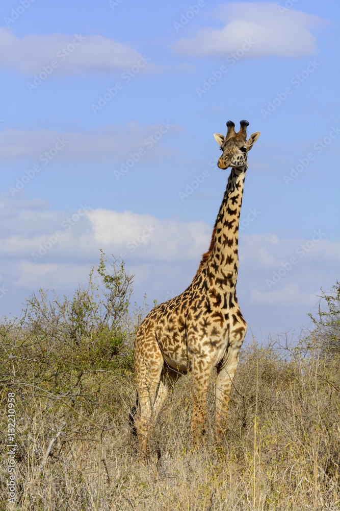 Fototapeta premium Masai giraffe also spelled Maasai giraffe, also called Kilimanjaro giraffe (Giraffa tippelskirchi). Satao Elerai Conservancy. Near Amboseli National Park. Kenya.