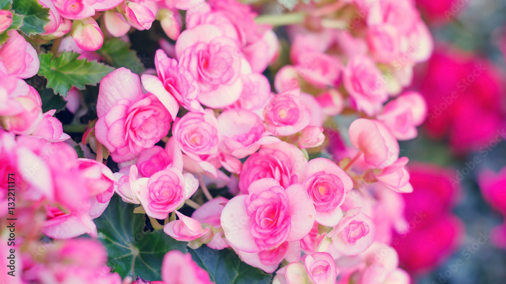 beautiful pink begonias in the garden.