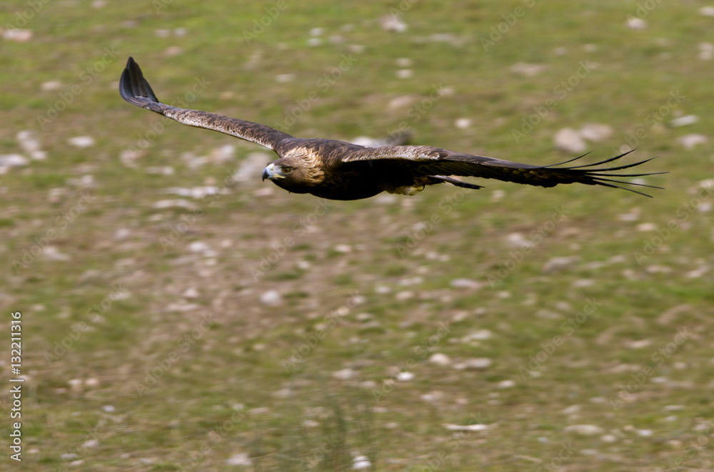 Obraz premium Adult male of Golden eagle flying. Aquila chrysaetos