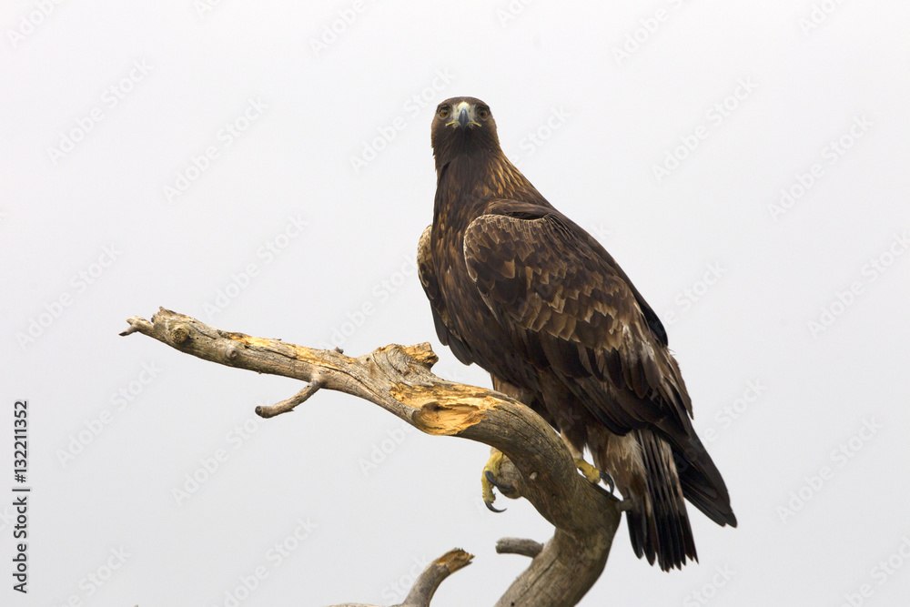 Adult male of Golden eagle. Aquila chrysaetos