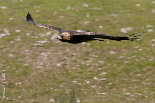 Adult male of Golden eagle flying. Aquila chrysaetos