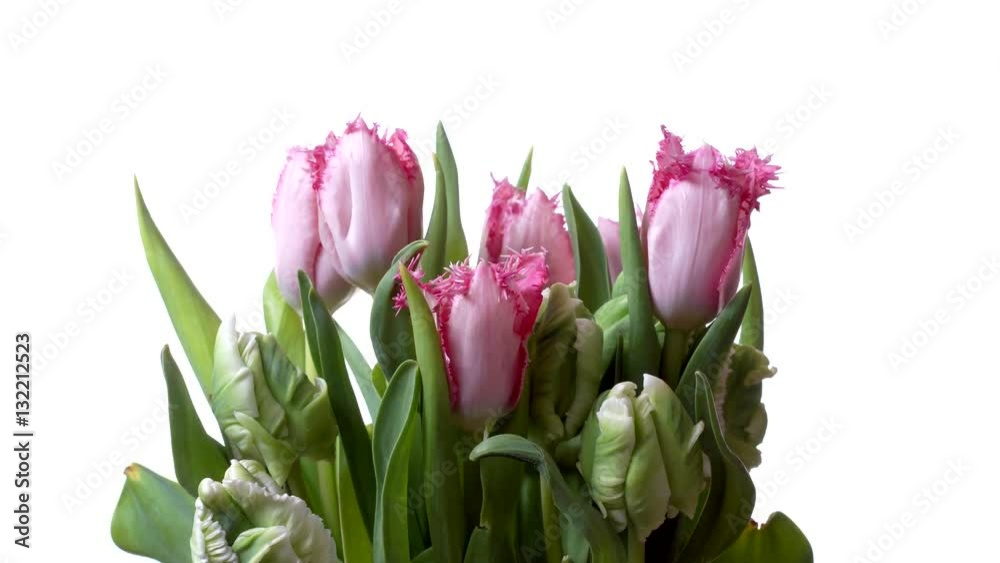 Time-lapse of pink and green Tulips blooming. Studio shot over white. Time-lapse of pink and green Tulips blooming. Studio shot over white.