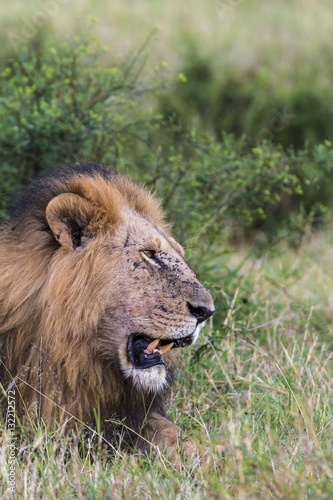Lion  Panthera leo . Serengeti National Park. Tanzania