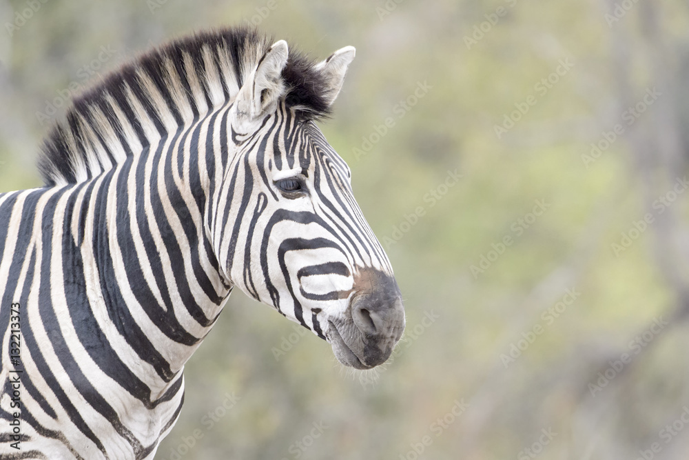 Plain or Burchell's zebra (Equus burchelli) portrait, Kruger National Park, South Africa, Plain or Burchell's zebra (Equus burchelli) portrait, Kruger National Park, South Africa,