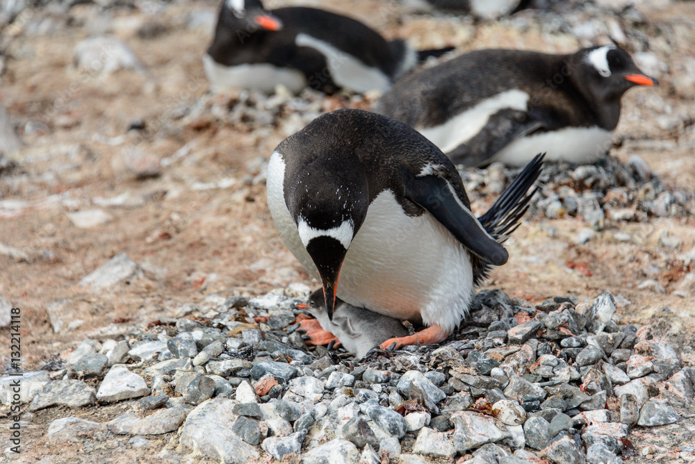 Naklejka premium Gentoo penguine with chicks