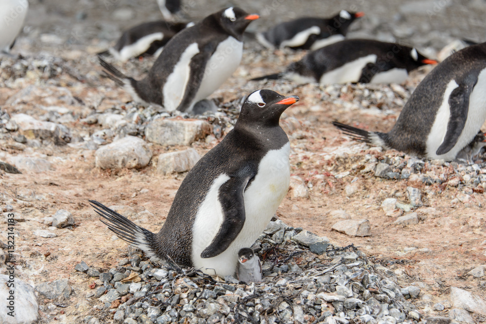 Fototapeta premium Gentoo penguine