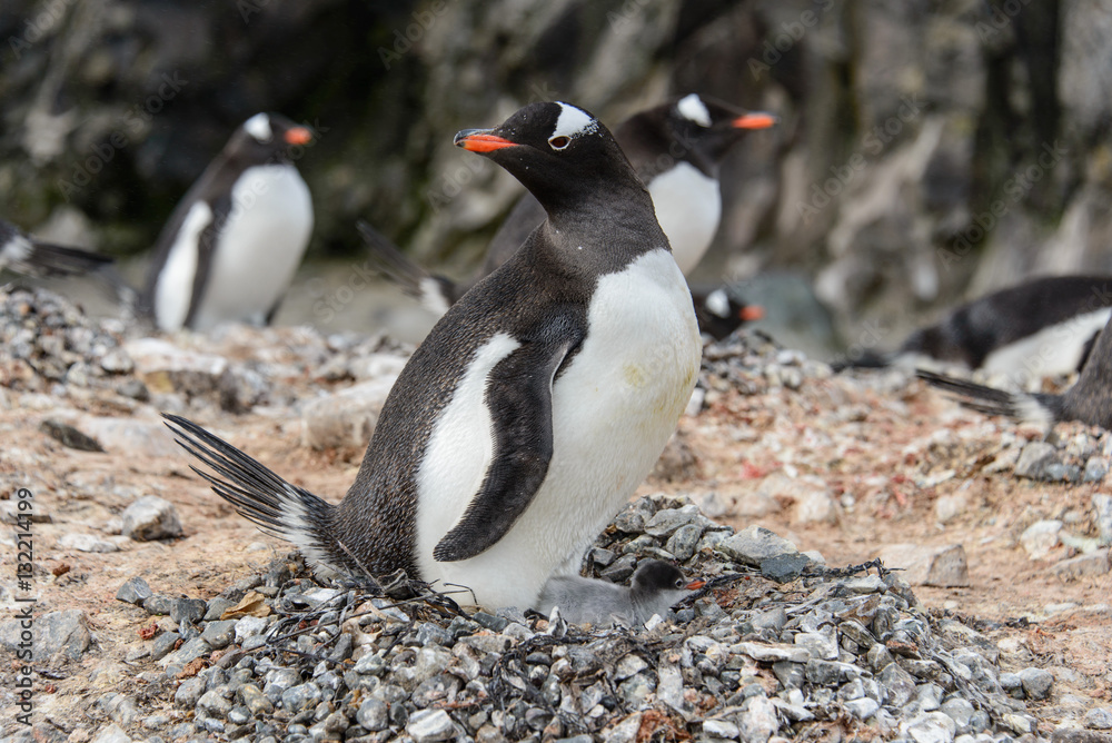 Naklejka premium Gentoo penguine