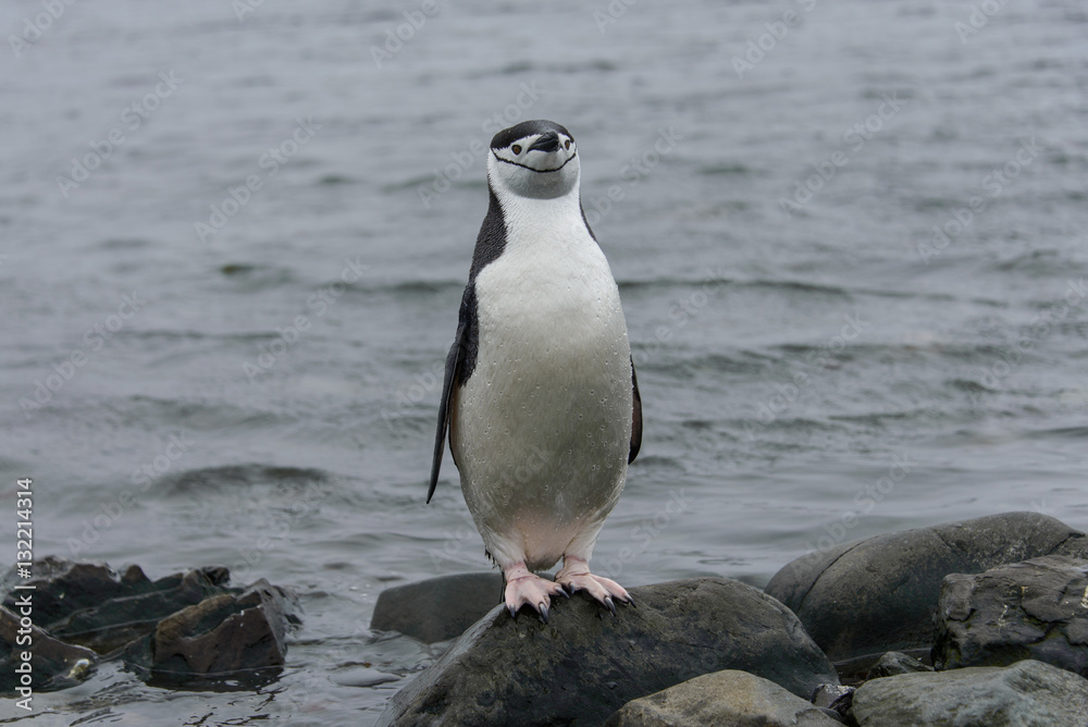 Naklejka premium Gentoo penguine with sea elephant