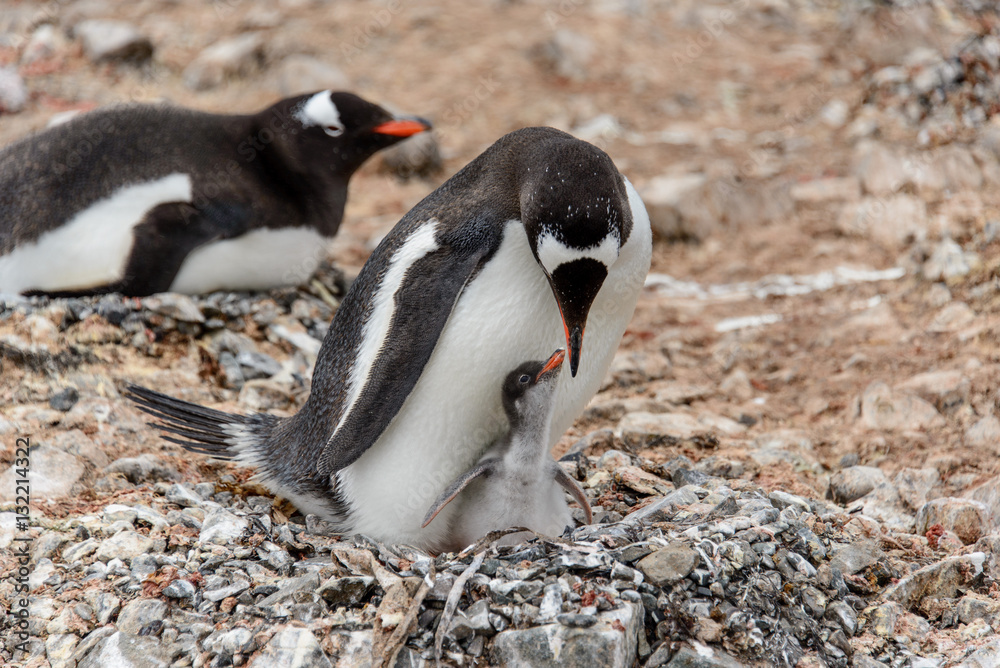 Naklejka premium Gentoo penguine with sea elephant