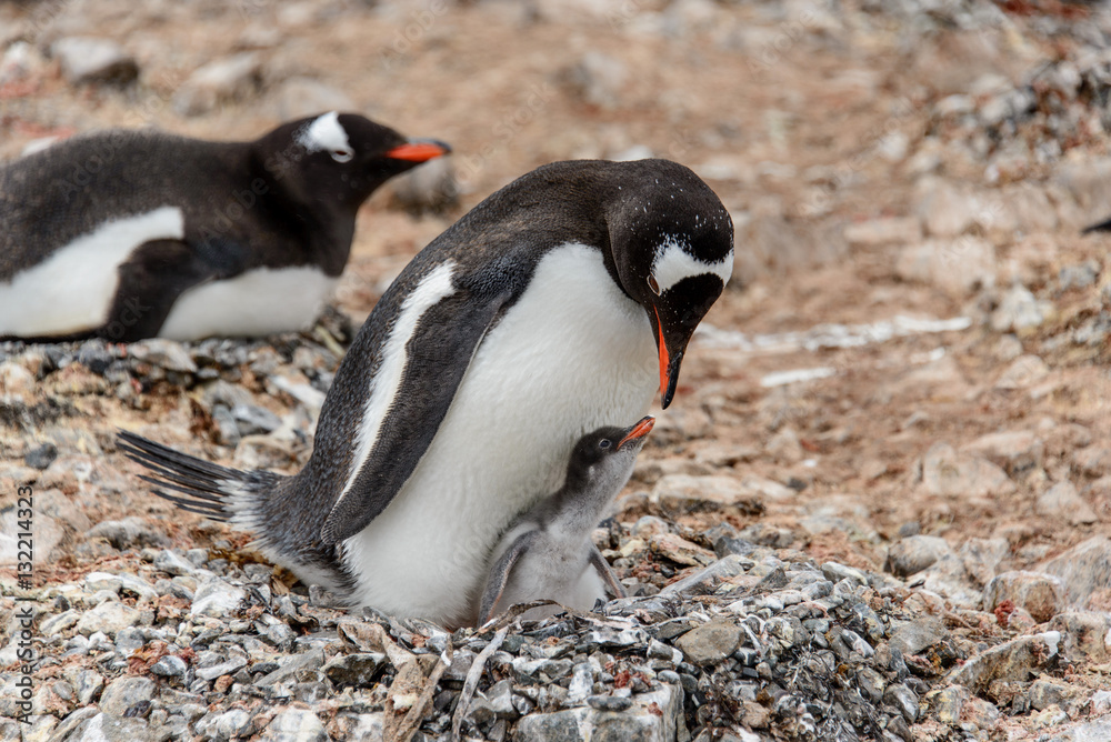 Naklejka premium Gentoo penguine with sea elephant