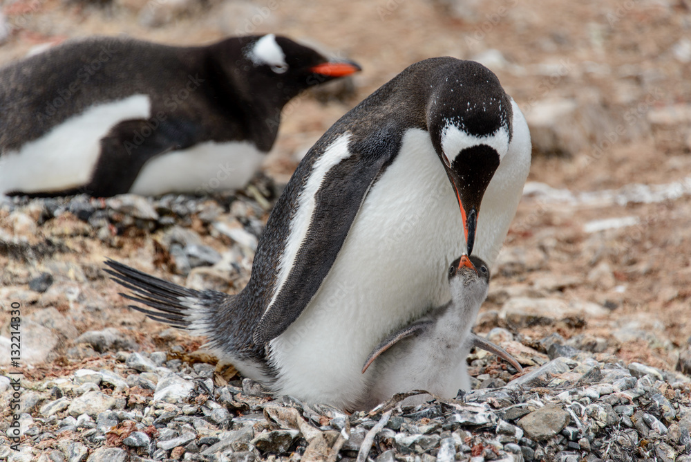 Naklejka premium Gentoo penguine with sea elephant