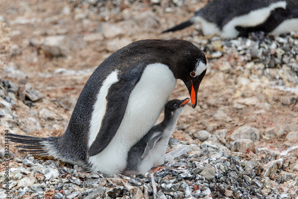 Naklejka premium Gentoo penguine with sea elephant